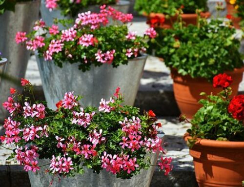 Spring Gardening Ideas for Tenants